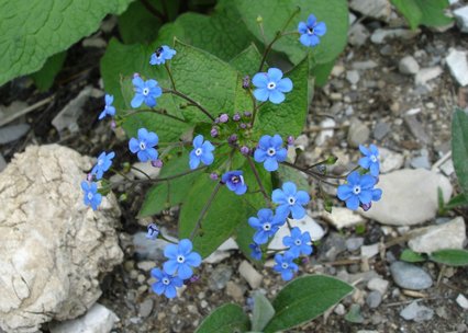 Brunnera macrophylla