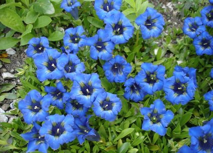 Gentiana dinarica