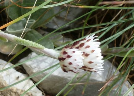 Helichrysum albobrunneum 
