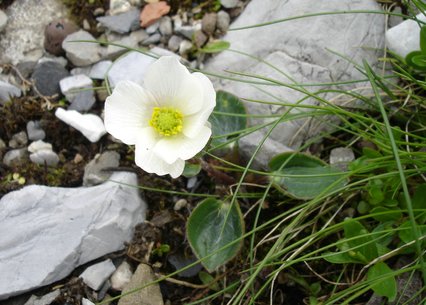 Ranunculus parnassifolius