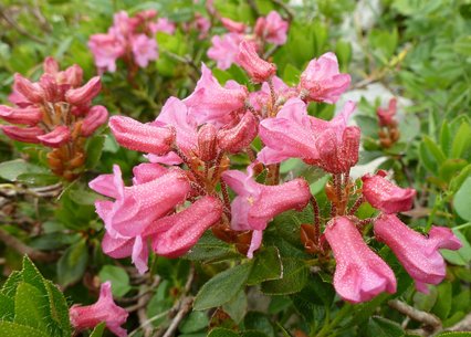 Rhododendron hirsutum