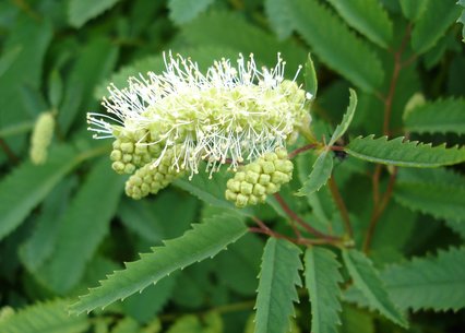 Sanguisorba dodecandra