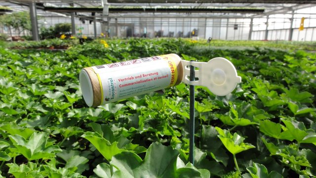 Exemple d’introduction d’auxiliaires à l’intérieur des cultures florales mixtes - OrnaProtect contre les Pucerons