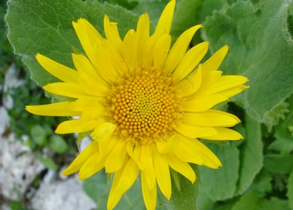 Doronicum grandiflorum