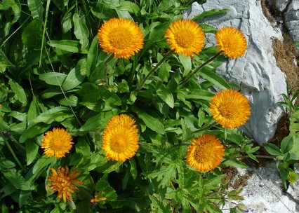 Erigeron aurantiacus