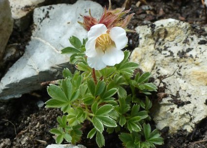 Potentilla clusiana