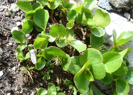 Salix herbacea