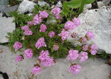 Armeria juniperifolia