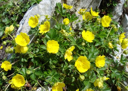 Potentilla aurea