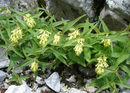 Paederota lutea