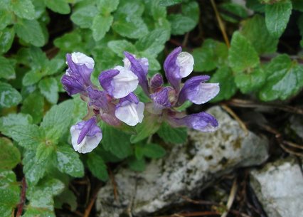 Scutellaria alpina