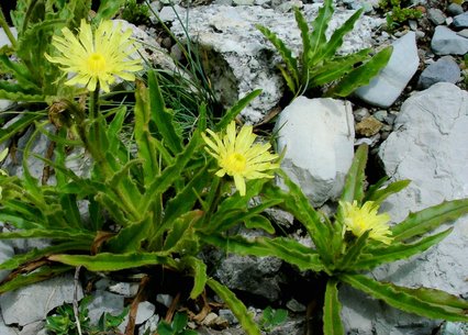 Hieracium intybaceum