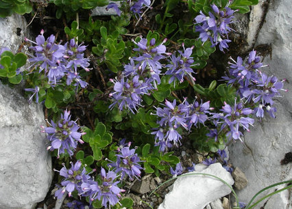 Veronica saturejoides