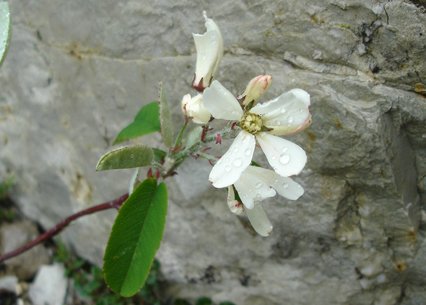 Amelanchier ovalis