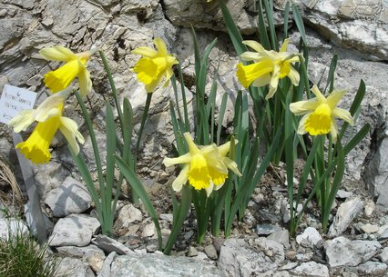 Narcissus pseudonarcissus