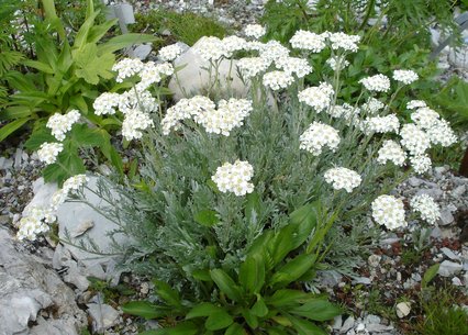 Achillea clavennae