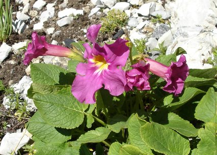 Incarvillea mairei var. grandiflora