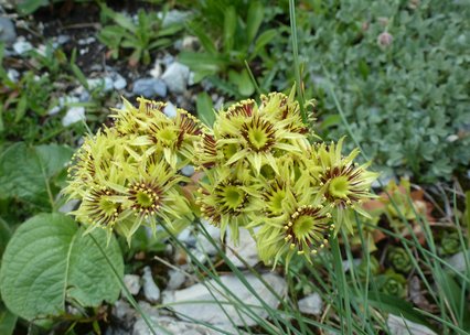 Sempervivum wulfenii