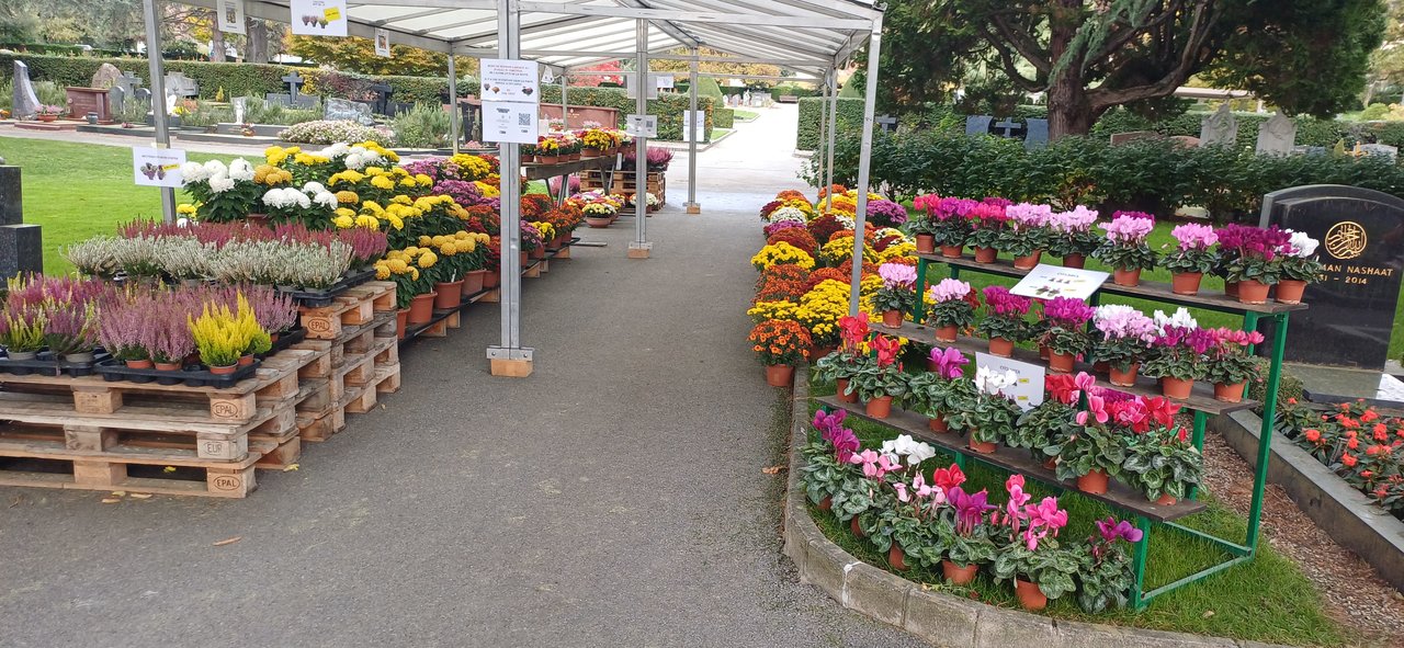 Cimetière de Clarens 1 novembre 2025
