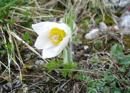 Pulsatilla vulgaris alba