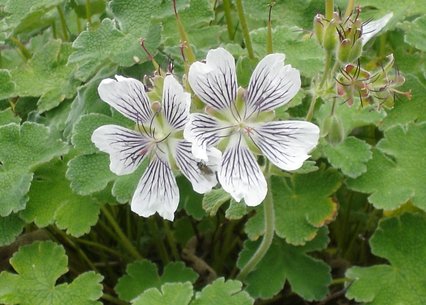 Geranium renardii