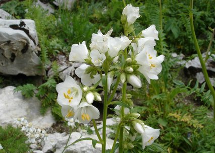 Polemonium cearuleum album