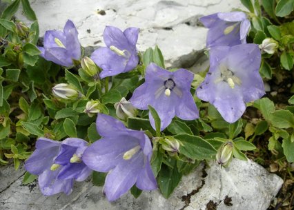 Campanula raineri