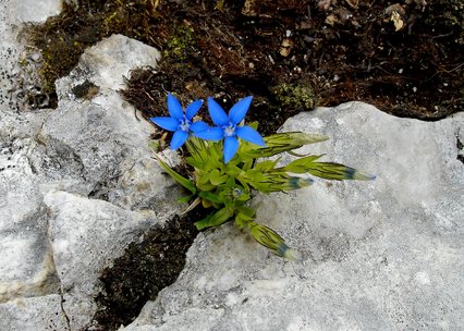 Gentiana nivalis