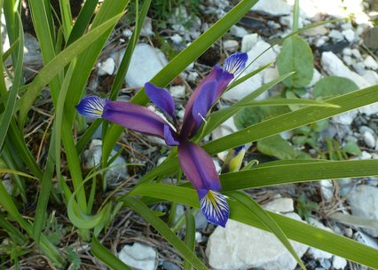 Iris graminea