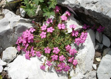 Dianthus haematocalyx ssp. alpinus