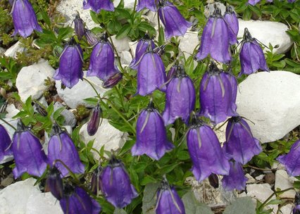 Campanula pulla