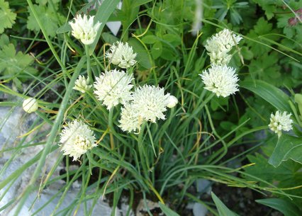 Allium schoenoprasum album