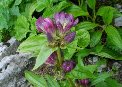 Gentiana pannonica