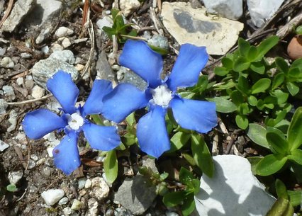 Gentiana verna