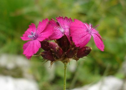 Dianthus carthusianorum ssp. atrorubens