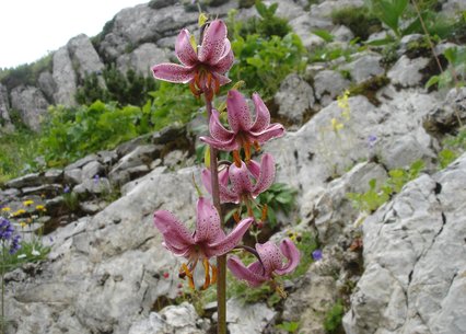 Lilium martagon