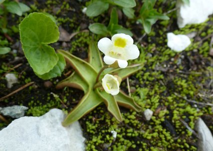 Pinguicula alpina