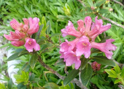 Rhododendron ferrugineum