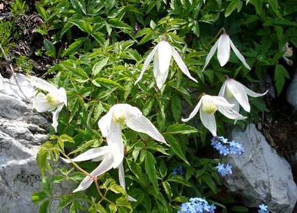 Clematis alpina alba