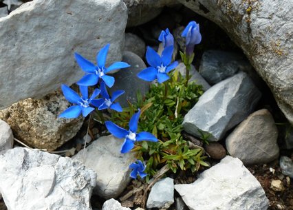 Gentiana pumila