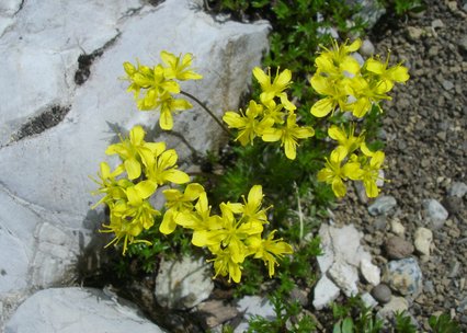 Draba aizoides