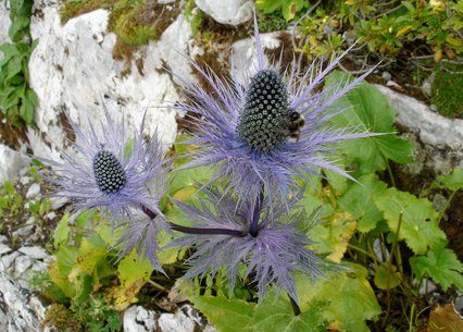 Eryngium alpinum