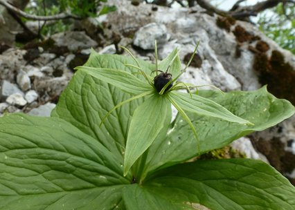 Paris quadrifolia