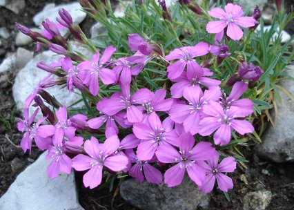 Dianthus microlepis var. degenii