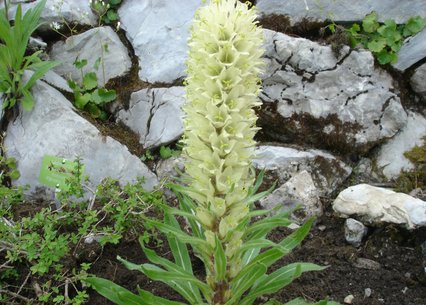 Campanula thyrsoides