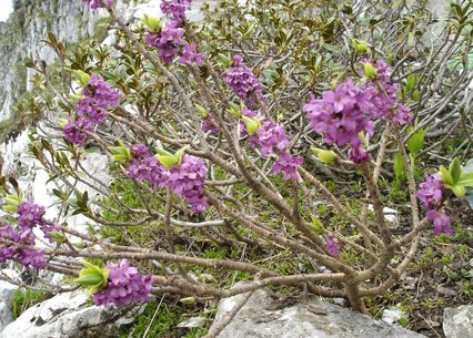 Daphne mezereum