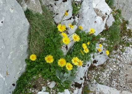 Doronicum columnea