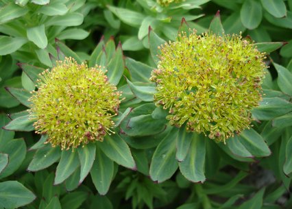 Rhodiola rosea