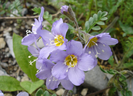 Polemonium pulcherrimum