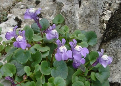 Cymballaria pallida